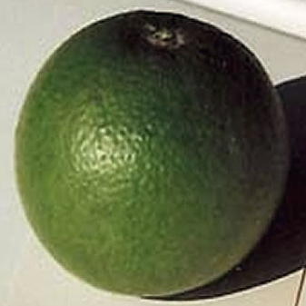 Jim's neighbor's uncut untreated orange