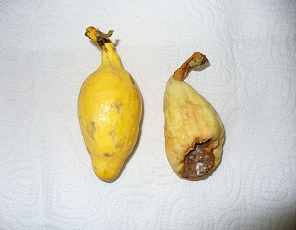What a difference for squash!